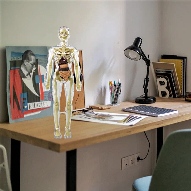 3D Anatomiskt korrekt skelett - Leksaksmodell