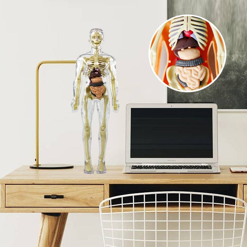 3D Anatomiskt korrekt skelett - Leksaksmodell