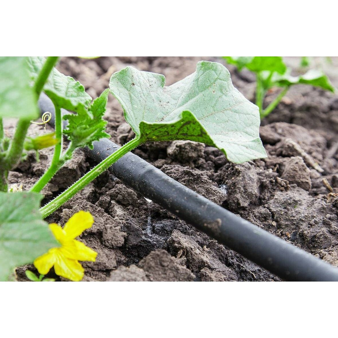 Droppslang, 25 meter, Startset-Basic - Fraktfri » Ecoplant