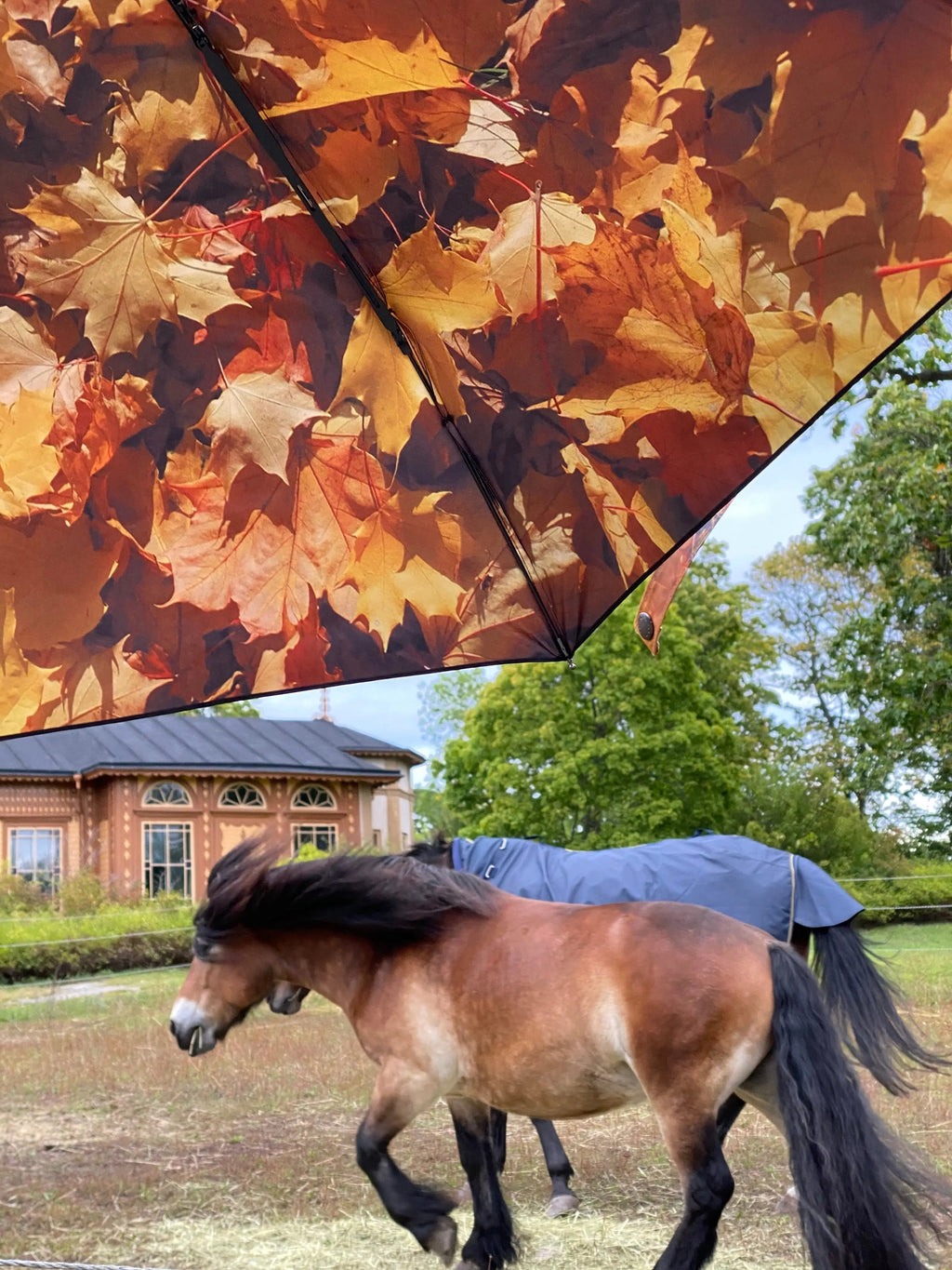 Höst Umbrella – Windproof & UPF50+ Protection