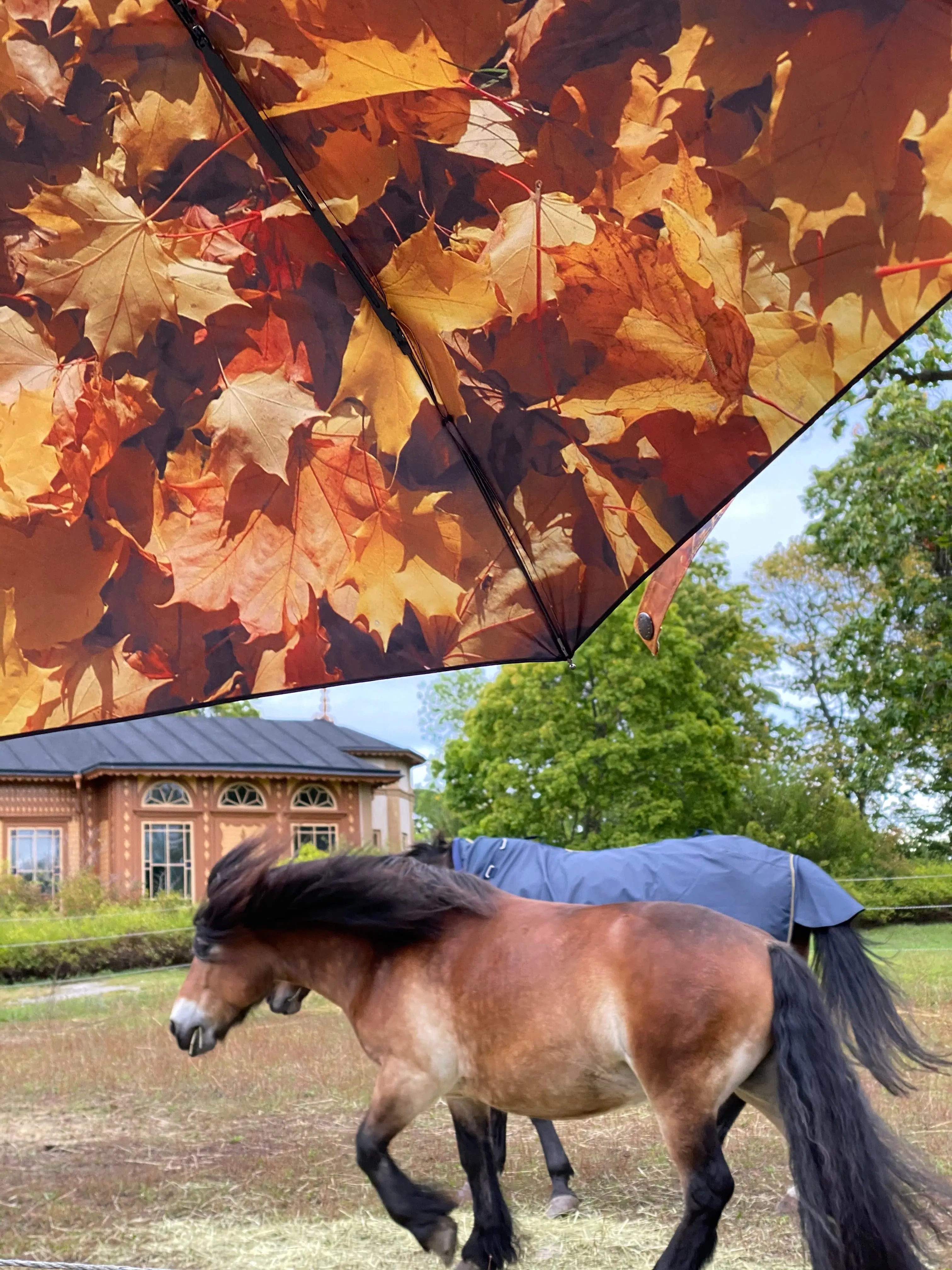 Höst Umbrella – Windproof & UPF50+ Protection