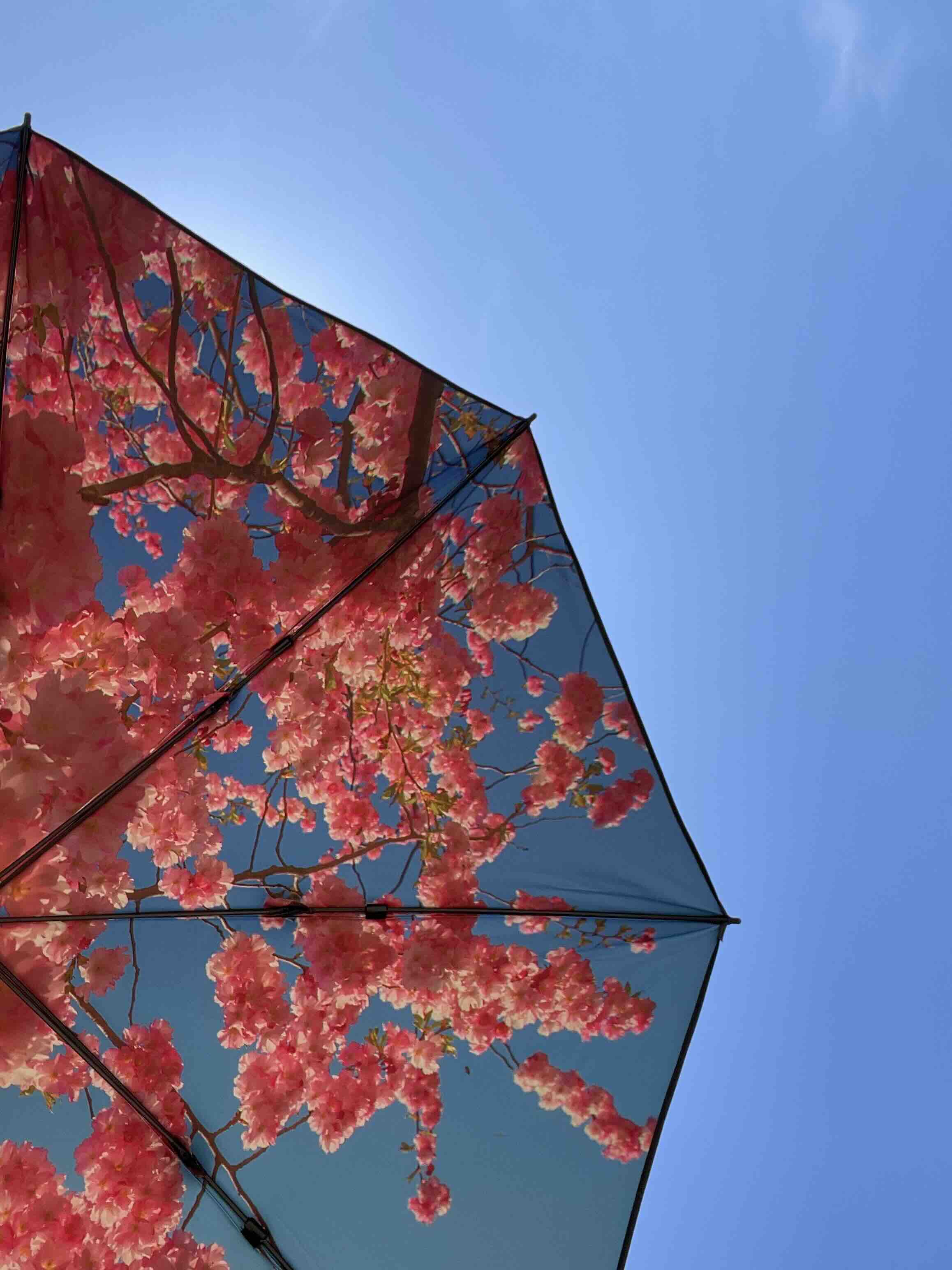 Cherry Beach & Terrace Parasol – UPF50+ Sun Protection