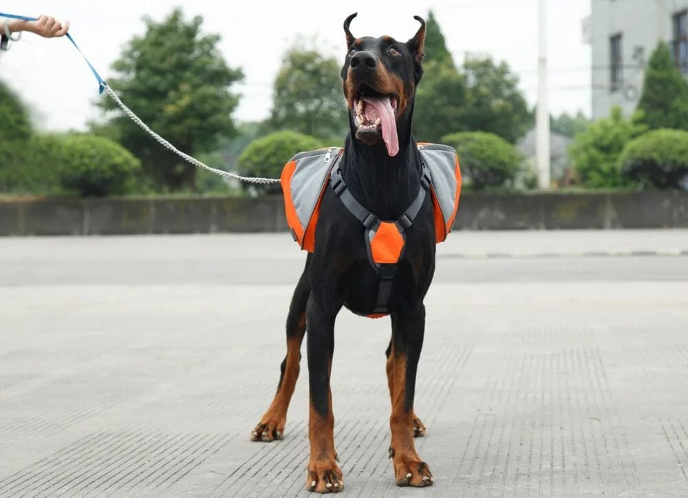 Hundryggsäck med Justerbar Sele – Perfekt för Vandring, Camping & Resor