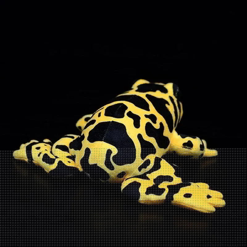 Poison Dart Frog Animal Plush Toy