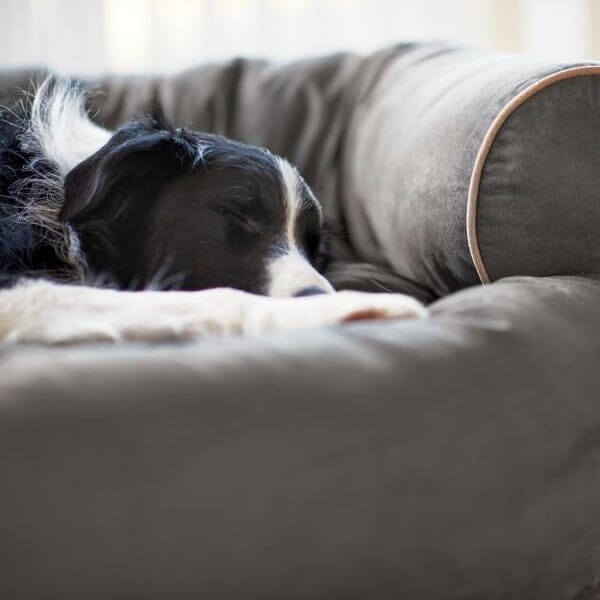 Soffa Hundbädd – Lyxig Komfort för Din Hund